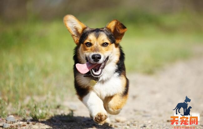 柯基犬能吃甜食吗，柯基犬吃甜食好不好？