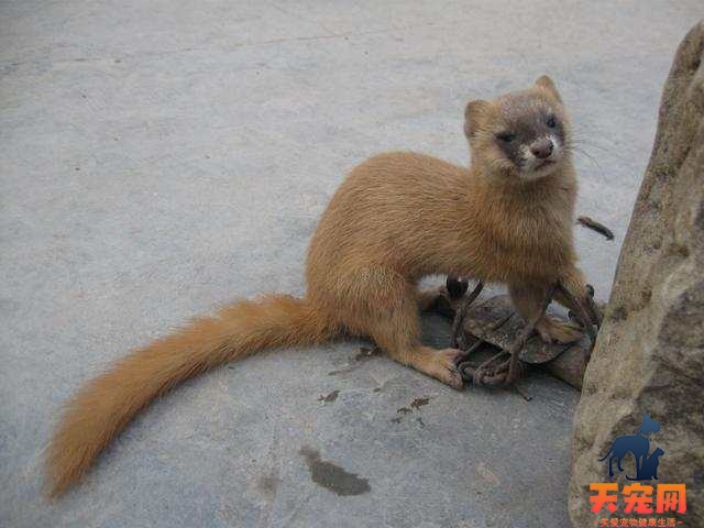 猫为什么打不过黄鼠狼 家猫野性不足