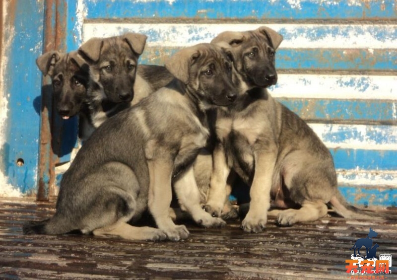 怎么给狼青犬洗澡？