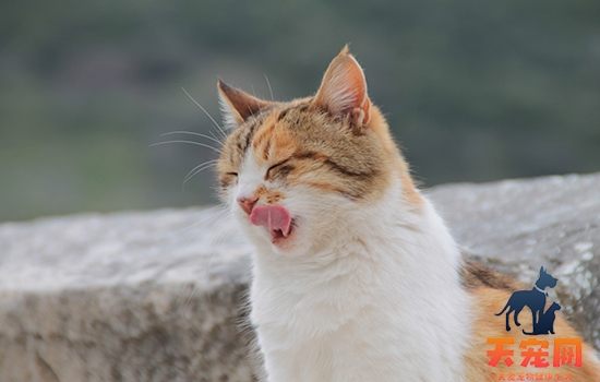 猫呕吐的原因 作为主人要注意的事