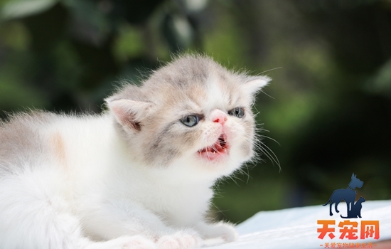 土猫怎么训练用猫砂