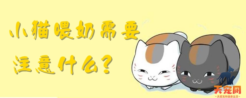 小猫喂奶需要注意什么