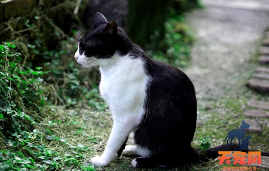 孕猫生产前流血多久才会生