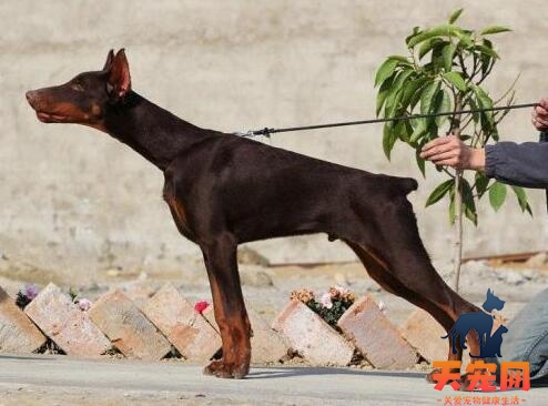 杜宾犬体味重吗？杜宾犬体味重怎么消除