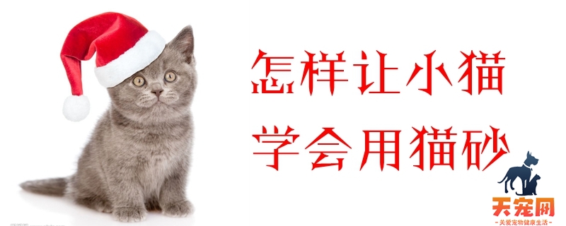 怎样让小猫学会用猫砂