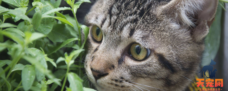 长寿的猫品种 这些猫咪属于比较长寿的猫咪了！长寿的猫品种