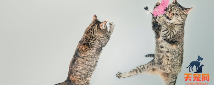 猫冬天拉肚子 别再喂食冰冷食物了！