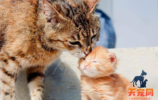 孕妇能养小奶猫吗 关于孕妇养猫会流产官方辟谣