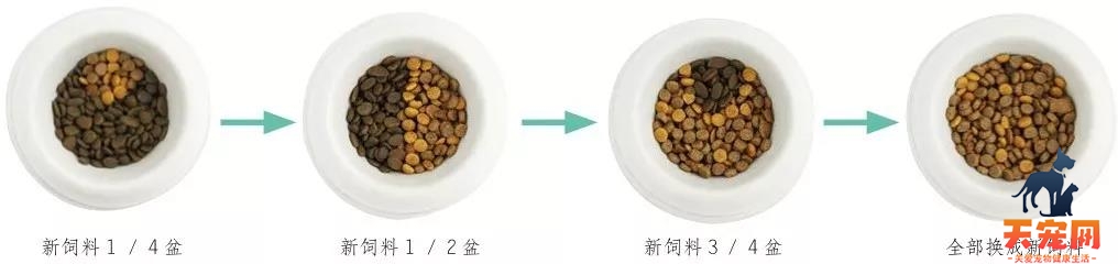 成年猫换主人如何养 食物禁忌最重要