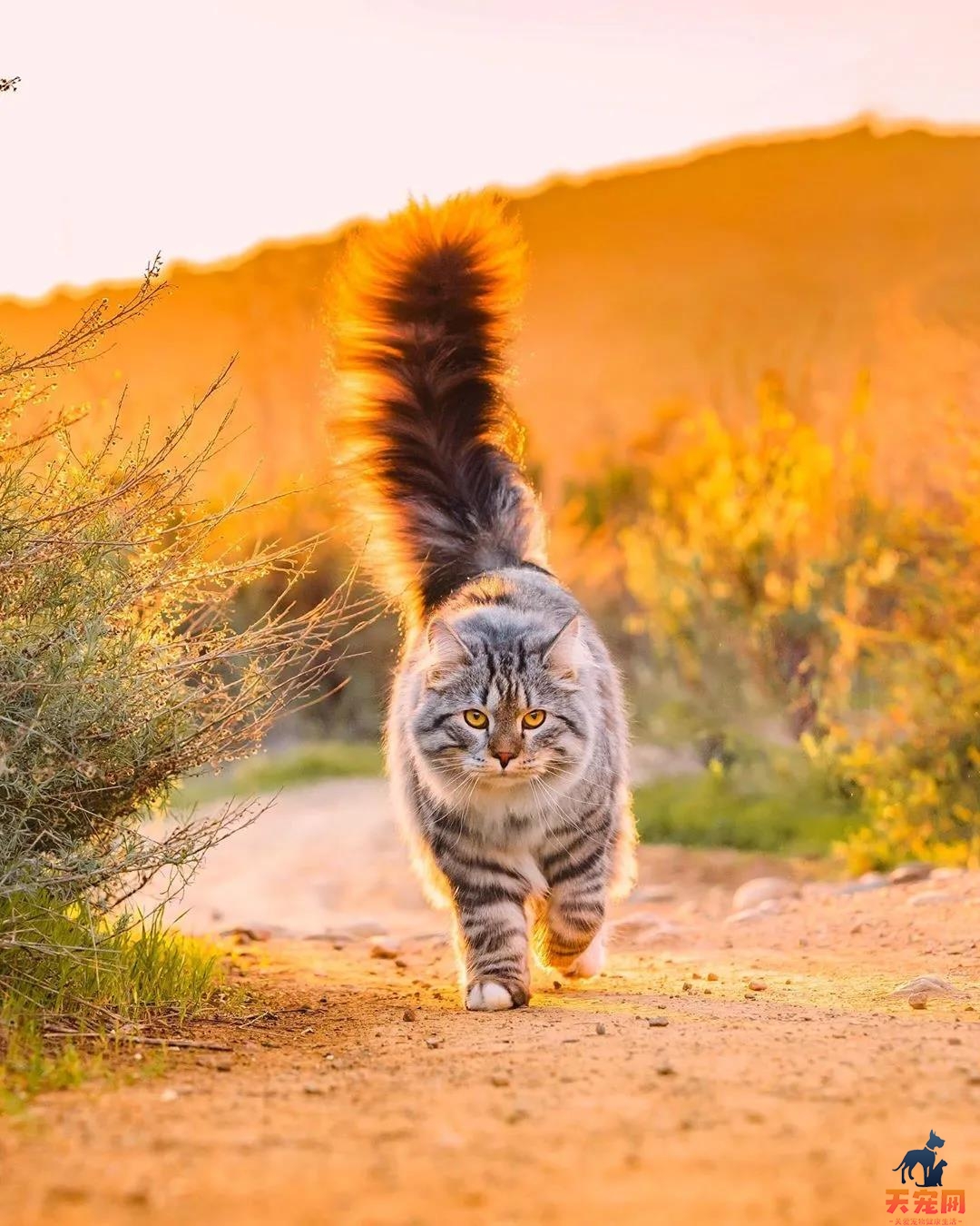 西伯利亚森林猫图片 简直是行走的鸡毛掸子