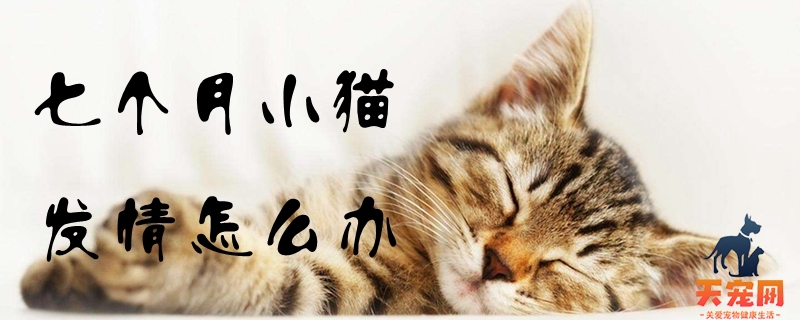 七个月小猫发情怎么办