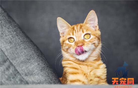 什么是猫口炎 导致猫口炎的因素有很多