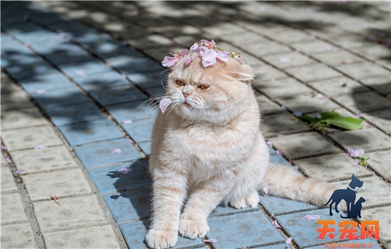 猫牙出血是换牙吗 可能还隐藏其他疾病哦！猫牙出血是换牙吗 可能还隐藏其他疾病哦！猫牙出血是换牙吗