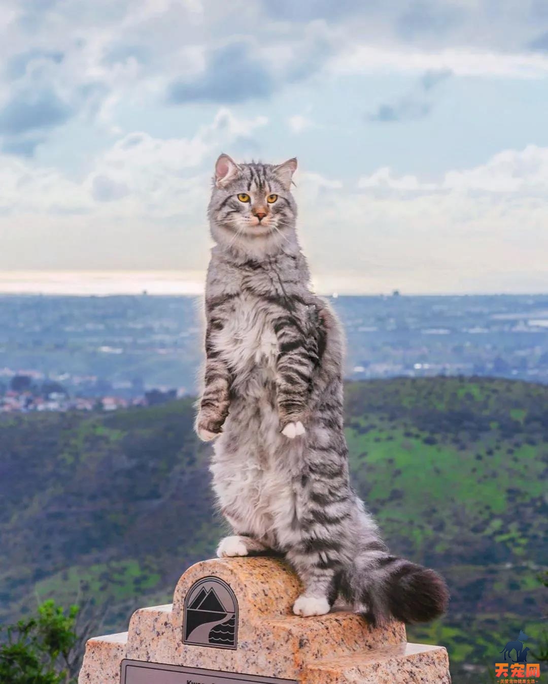 西伯利亚森林猫图片 简直是行走的鸡毛掸子