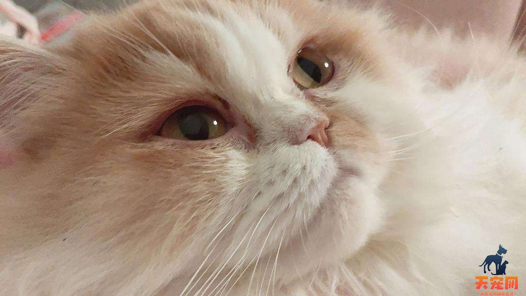 猫鼻子由粉变白 猫咪常见症状治疗
