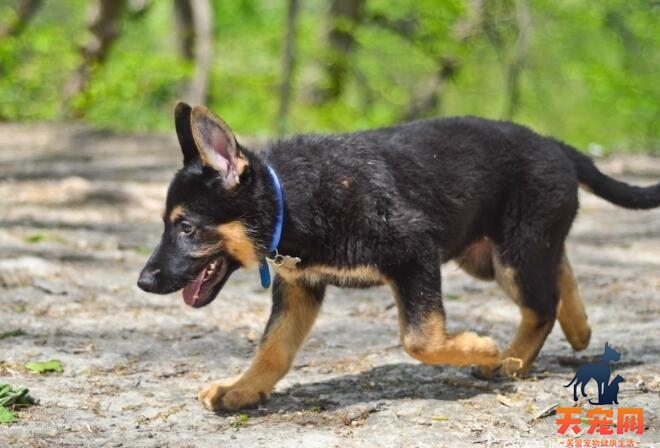 怎么在室内养德国牧羊犬