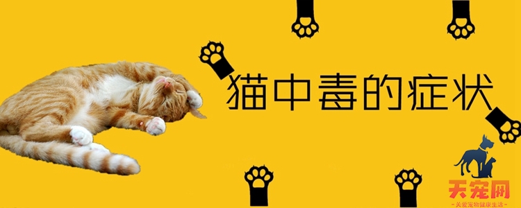 猫中毒的症状