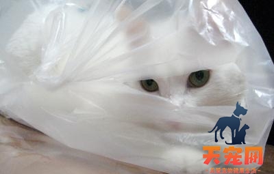 小猫为什么老是爱舔塑料袋 猫为什么突然喜欢舔塑料袋?