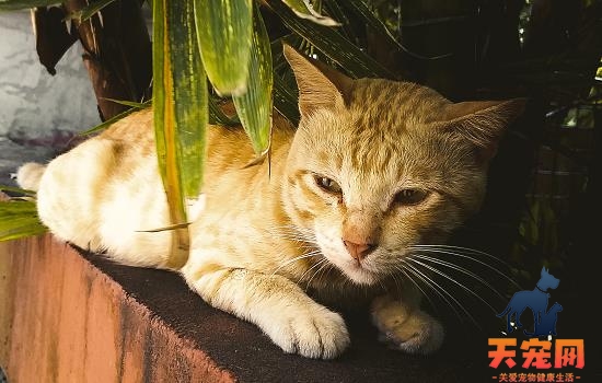 怎样避免猫睡在猫砂里