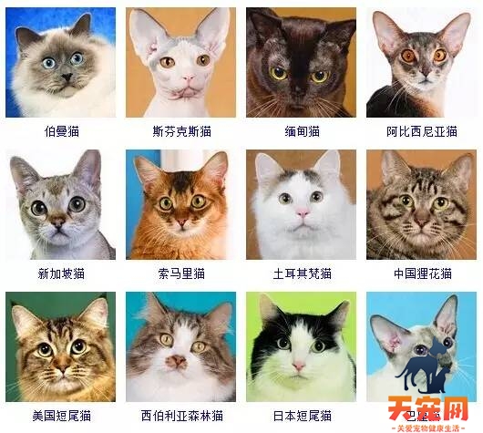 猫品种大全 采用美国CFA标准猫品种大全 采用美国CFA标准