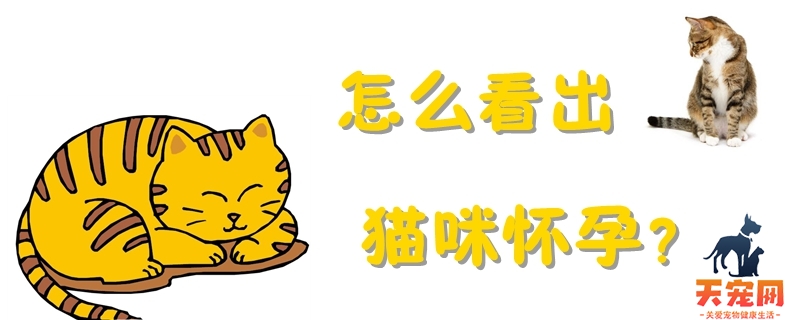 怎么看出猫咪怀孕