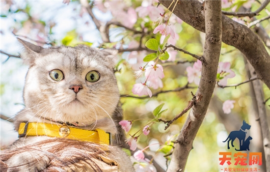 不理猫会让猫变乖吗