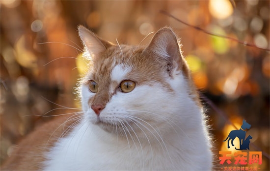 猫咪随地小便怎么回事