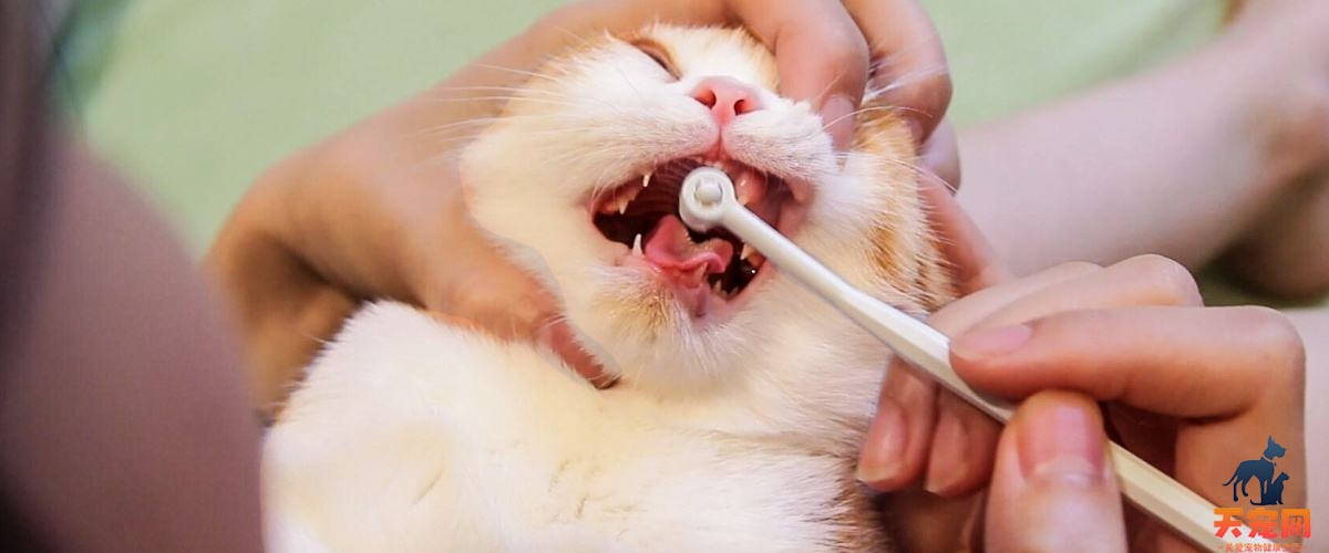 猫为什么不爱闻牙膏 猫为什么怕牙膏味
