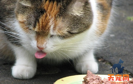 猫猫吐黄色的水是怎么回事