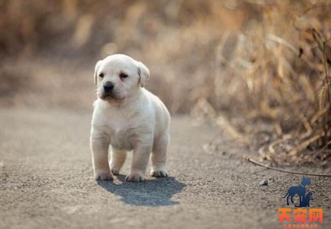 两个月拉布拉多犬饲养注意事项