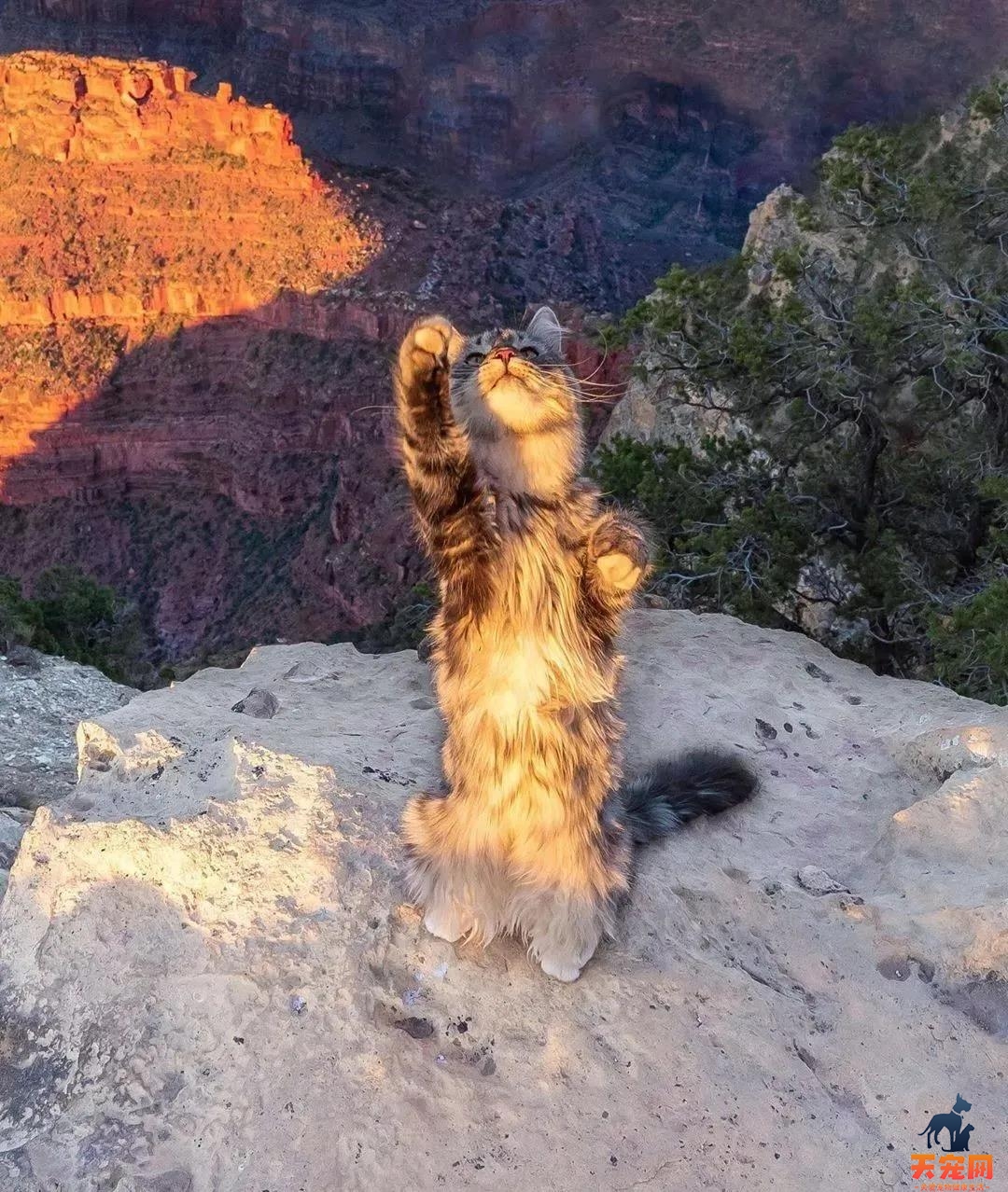 西伯利亚森林猫图片 简直是行走的鸡毛掸子