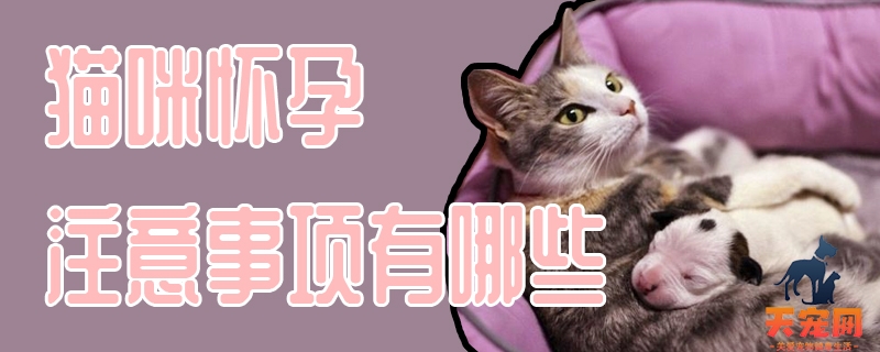 猫咪怀孕注意事项有哪些