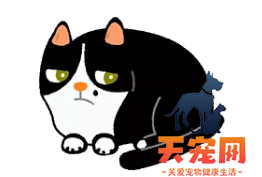 从猫的睡姿~看它对你的信任有几分？