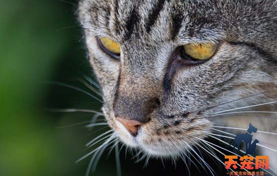 野猫会咬死别的小猫崽吗