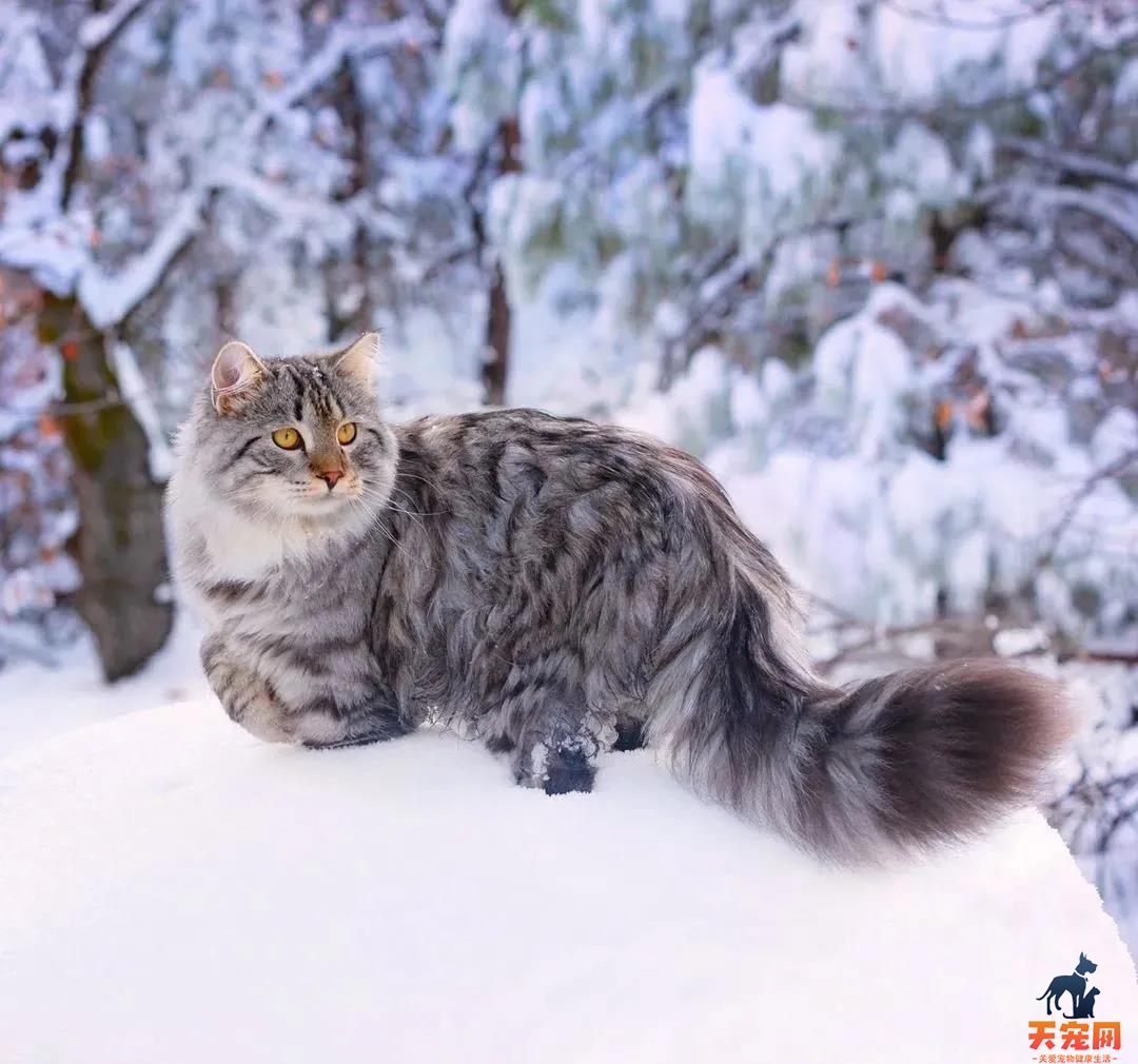 西伯利亚森林猫图片 简直是行走的鸡毛掸子