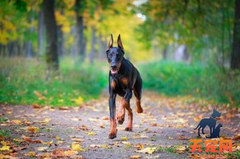 在饲养杜宾犬的过程中家长需注意的问题有哪些？