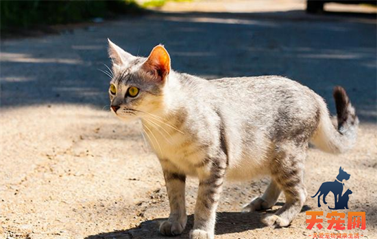 ​猫咪不吃猫草怎么办