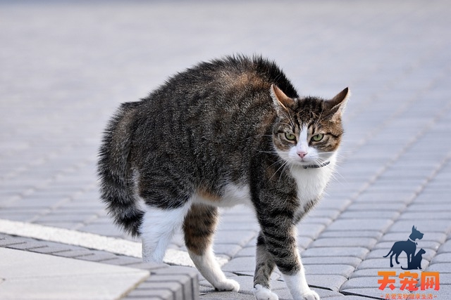 什么是猫藓