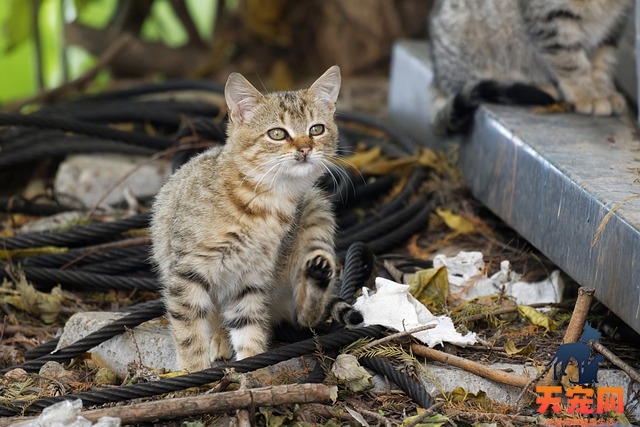 猫咪尿闭在家怎么处理