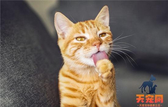 猫一直吃火腿肠会怎样 猫一直吃火腿肠的后果
