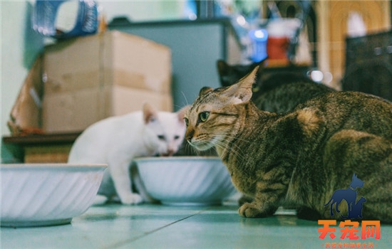 10kg猫粮怎么储存 储存猫粮的方法你学会了吗