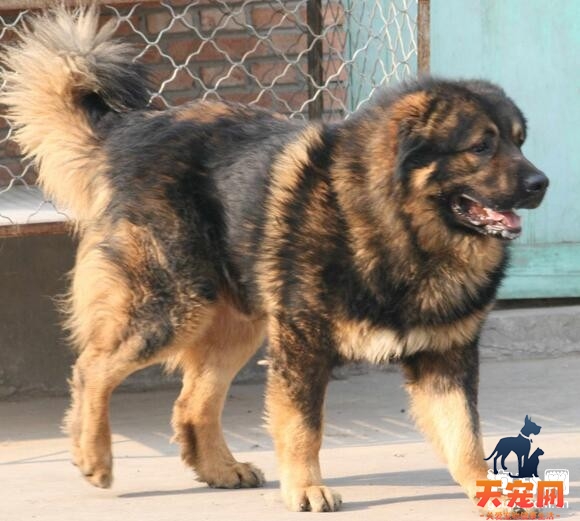 高加索犬能吃海带吗？