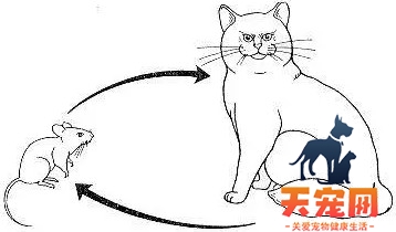 猫绦虫怎么打 猫打绦虫的方法