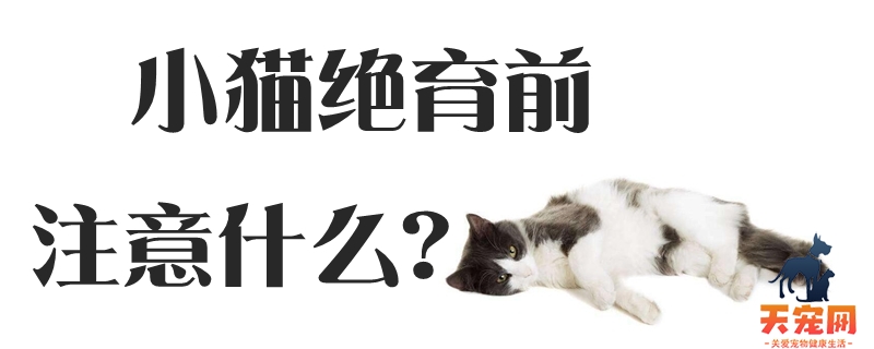 小猫绝育前注意什么