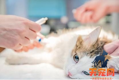 猫咪闭尿会有什么症状