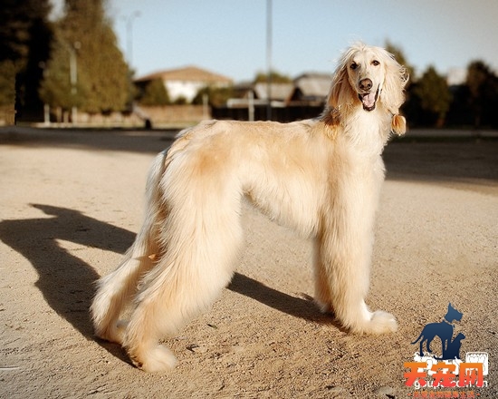 给阿富汗猎犬做绝育手术的好处