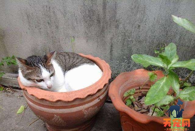 怎样防止猫抓花盆土 那就看你平时有没有进行训练