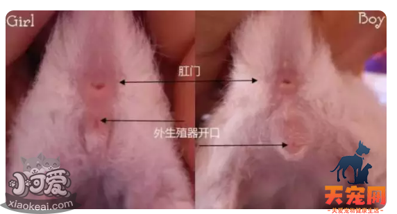 暹罗猫怎么分公母 看PP就可以知道哦！暹罗猫怎么分公母 看PP就可以知道哦！暹罗猫怎么分公母