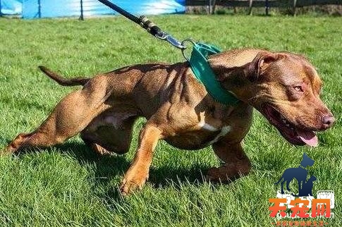 养成比特犬定时定量进食养成好习惯