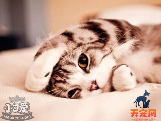 小猫拉稀怎么办 幼猫拉肚子可以治吗